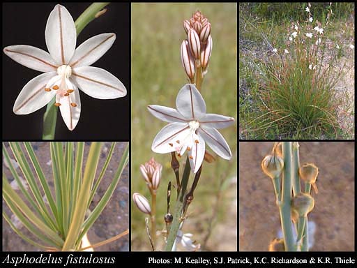 معرفی و راهنمای پرورش گیاهان زینتی فضای باز - سوسن برگ پیازی